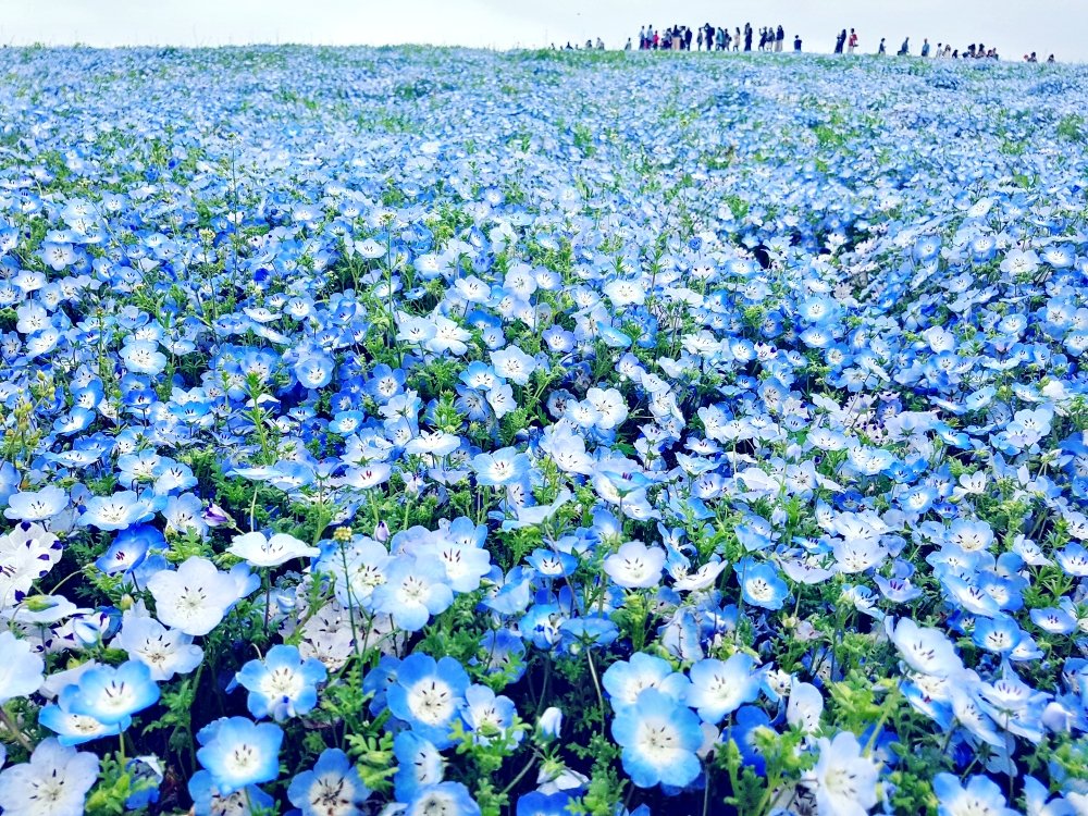 🏞️ 살구의 언덕 (안즈노오카) 이미지 7